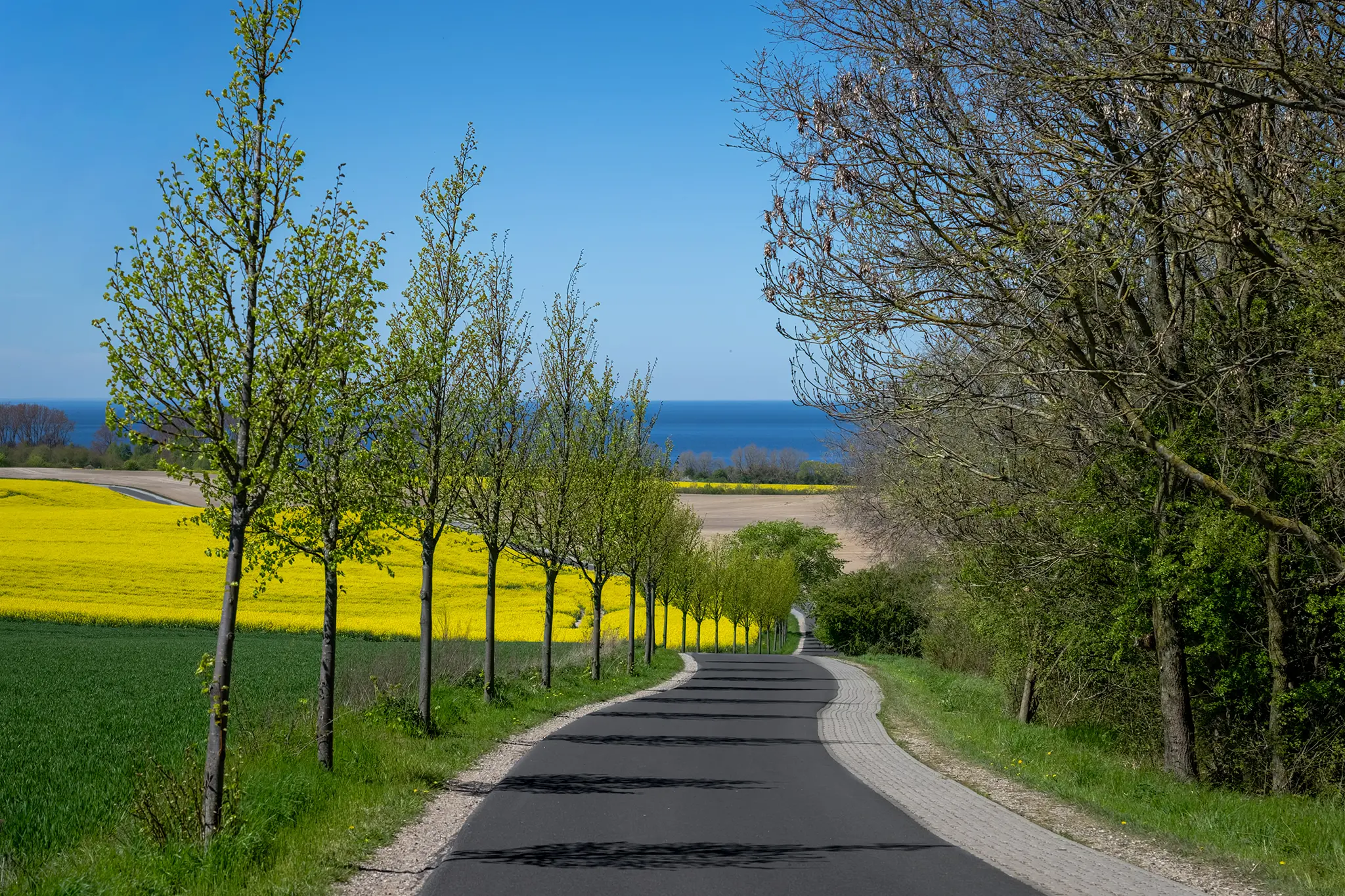 Erlebe die Rapsblüte an der Ostsee bei Kühlungsborn: leuchtend gelbe Felder, blaues Meer und unvergessliche Küstenmomente. Jetzt Ferienwohnung sichern!