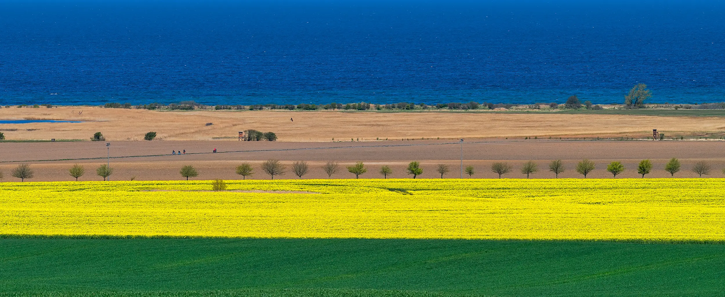 Erlebe die Rapsblüte an der Ostsee in Kühlungsborn